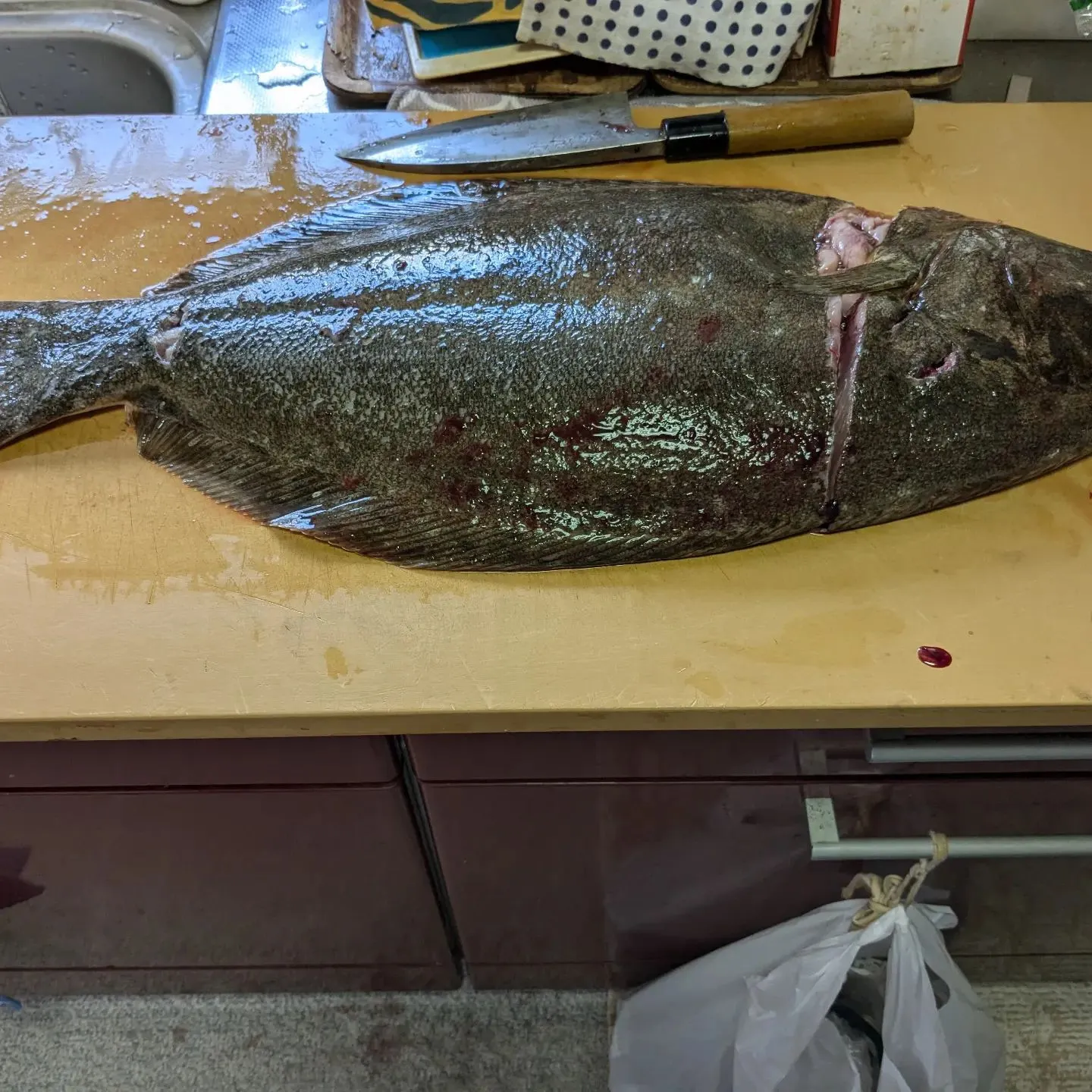 ヒラメ大洗にて、釣って来ました。